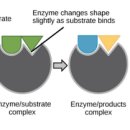 Re:Re:Peroxisomes and oxidative stress 이미지