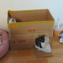 오래오 이미지