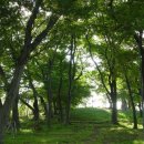 숲쟁이로 이미지