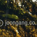 중영농장 이미지