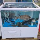 왜목마을 관광지 | 삽교호 말고 어디 갈까? 왜목마을 횟집 섬마을횟집에서 바다 보며 회 한상