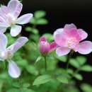 별마루펜션 이미지