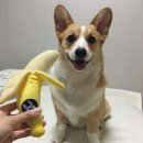 댕댕이# 이미지