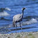 몽골의 새53 - Demoiselle crane(쇠재두루미) 이미지