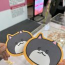 궁디팡팡 캣페스타 기록용(20251206)