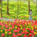 (축제) “5월 축제 놓치지 마세요” 주말에 가볼 만한 국내 축제 10곳 이미지