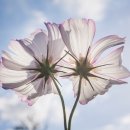 늦게 피는 꽃 이미지