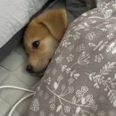 랑차이 이미지