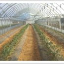 친환경 토마토 이미지