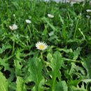 흰민들레농장 이미지