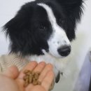 대한사료대리점 | 노령견 강아지사료 추천 관절건강 힐스 후기