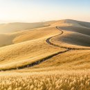 신마산 합천 흑돼지 황토한우 | 2025 황매산 억새축제: 합천 가을 여행 완벽 가이드