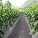 5월 둘째주 주간농사정보 참깨심는시기 카네이션 키우기