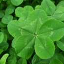 네잎클로버 이미지