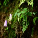 금강초롱 이미지