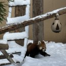 곰의집 | #7 [아사히카와 여행]_홋카이도 곰도 볼 수 있는 아사히야마 동물원 후기