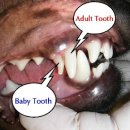 강앤정 동물병원 이미지