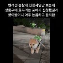 현재 성동구에 밤마다 나타나는 순찰견 이미지