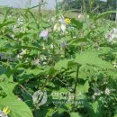 장산 목장터 연합뉴스