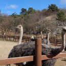 해용목장 네이버블로그
