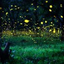 What are fireflies?-반딧불의 향연 이미지
