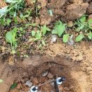 (주)이천정보통신기술 | [공지] [이천 CCTV] 5천 평 대형 별장·정원 도난 방지를 위한 IP카메라 및 200M 광케이블 매설 시공 후기
