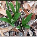 보리수 산장 이미지