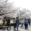 경북전문대학 벚꽃축제, 8일 부터 개최 이미지