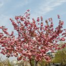 망일산 주차장 | 서산 중앙호수공원 벚꽃 개화 상황, 무료 주차장 정보