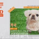 (주)반려애수 이미지