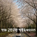 방화 근린공원 벚꽃축제 만개, 우천 낙화 주차 정리