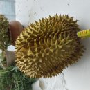 그레텔님 생두리안! 이미지