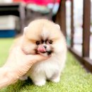 해피애견타운 분당판교점 | 용인강아지분양 소중한 나의 반려견!