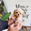 나눔펫 책임분양소 강아지분양 일산점 이미지