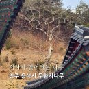 응석사 - 991 | 응석사