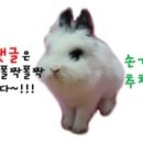 제스터스 이미지