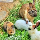 숲실초등학교 이미지