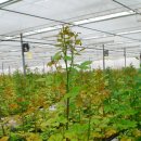 장미농장 이미지