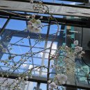 능수벚나무, 삼색수양도화 이미지