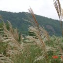 메아리