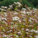 메밀꽃이피었습니다 이미지