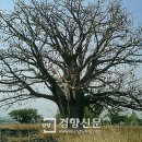 바오밥나무 이미지