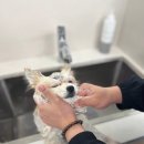 아트펫 | 안양애견미용학원 알아보다 선택한 더아트펫애견미용학원 수강 후기