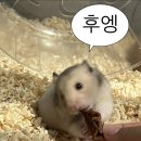 프리원핏 사당점 | [포포감일지] 신공주 3형제 어셈블/런린이 시작 26. 01. 22 (목)