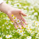 보타니컬 꽃 식물 드로잉 이미지