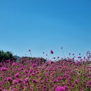 천일홍축제 이미지