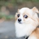 닥터펫동물의료센터 이미지