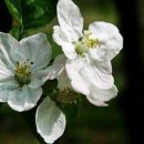 사과꽃향기 이미지