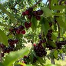 윤경농장 이미지