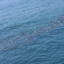 금오 아일랜드 펜션 이미지